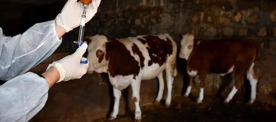 Güney Afrika Türkiye'den 2 Milyon Doz Şap Aşısını Teslim Aldı