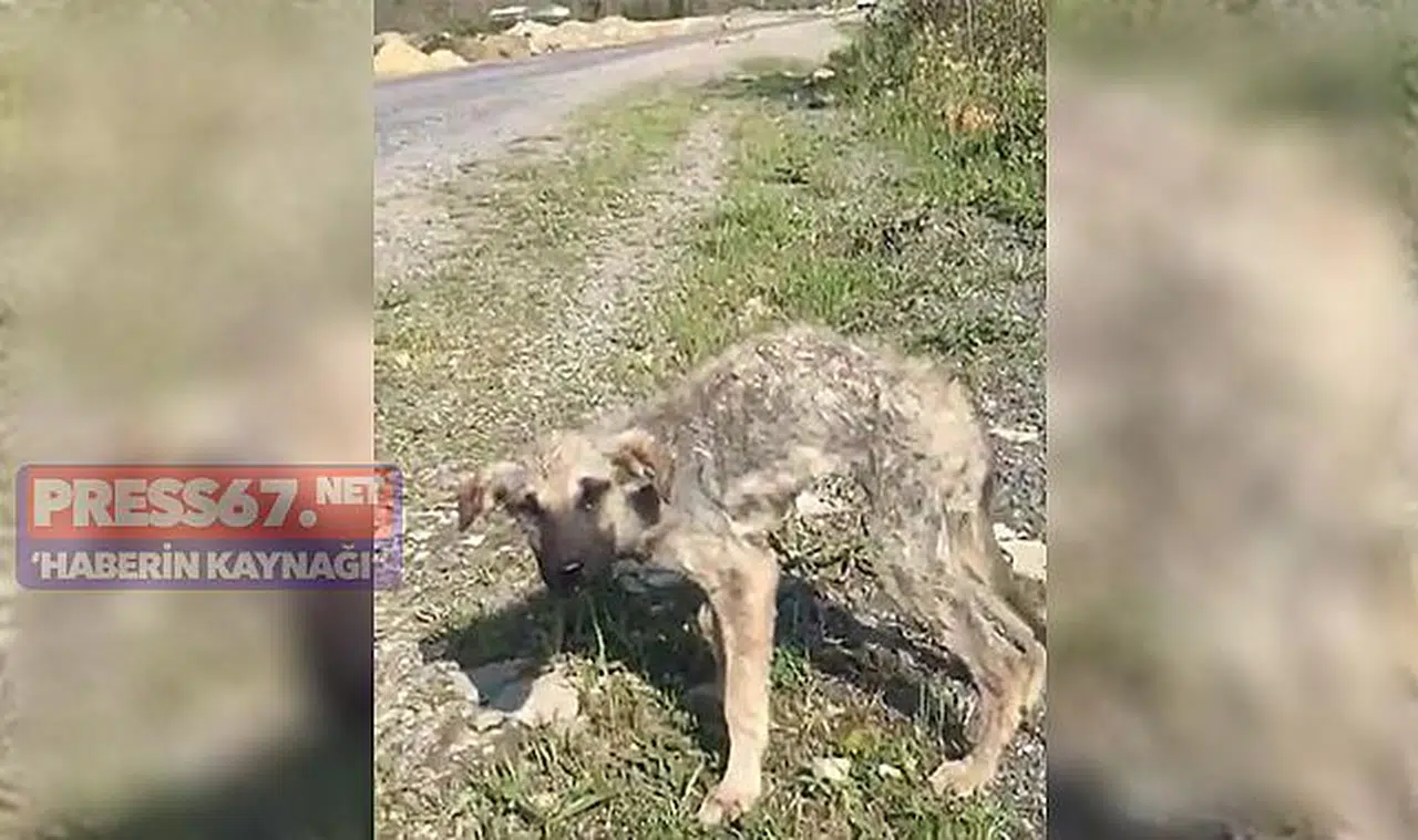 Alaplı'da hayvanların ölüme terk edilmesine tepki!