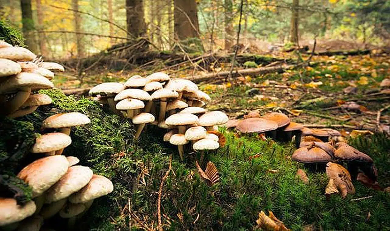 Dondurucudan çıkan mantar zehirledi, 70 yaşındaki kadın Ankara’ya sevk edildi