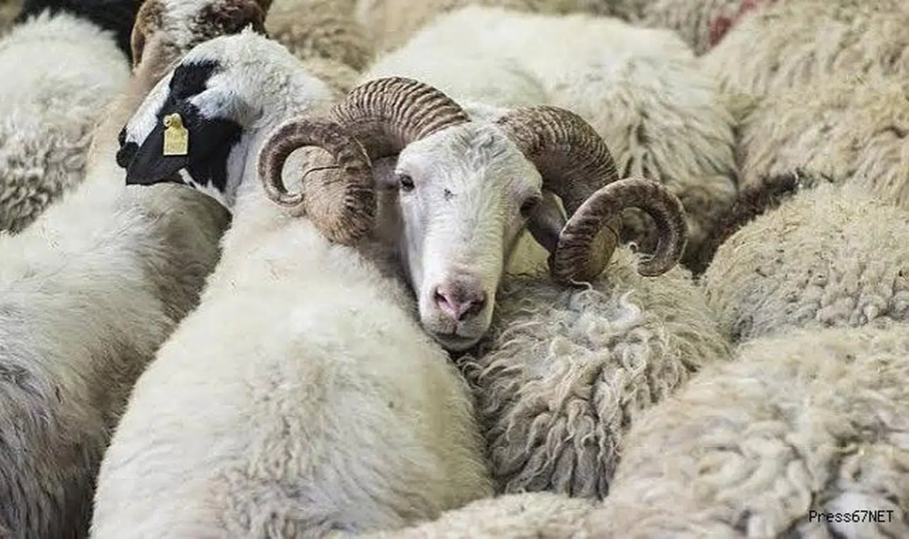 Devletin tespit ettiği satış yerlerinden kurbanlık alın!