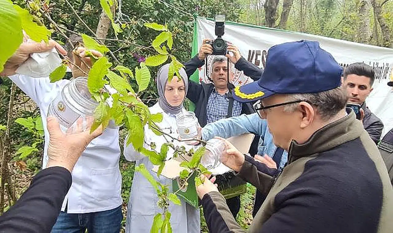 Gal arısıyla mücadele başladı; doğaya saldılar!