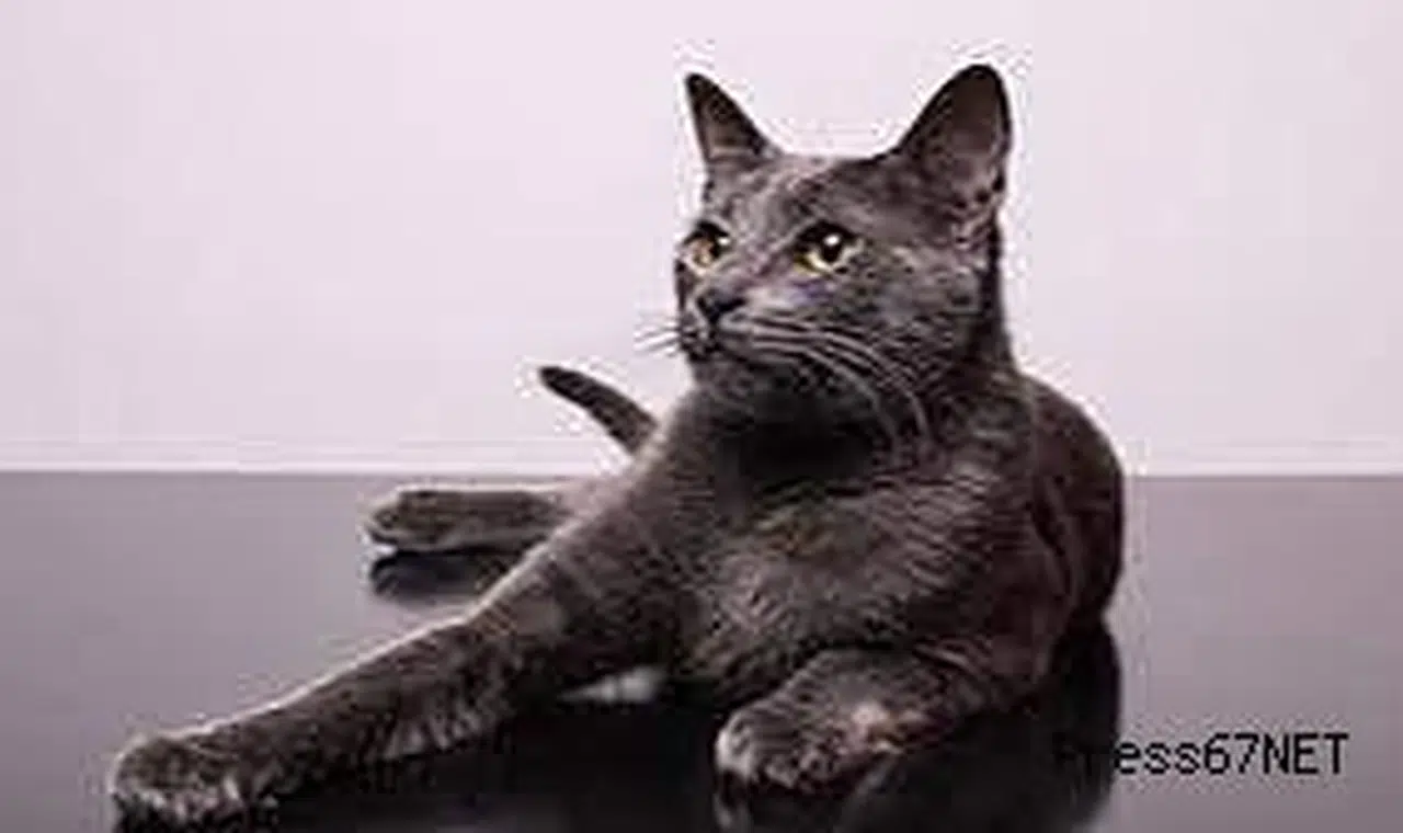 Hırsızlık için girdiği çiçekçiden kedi çaldı