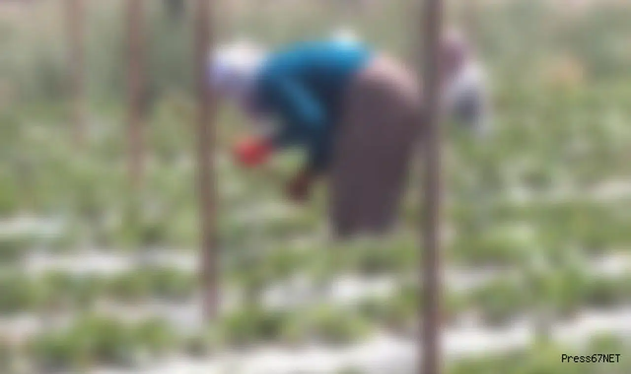 59 yaşındaki Fatma Aydın, bahçede ölü bulundu!