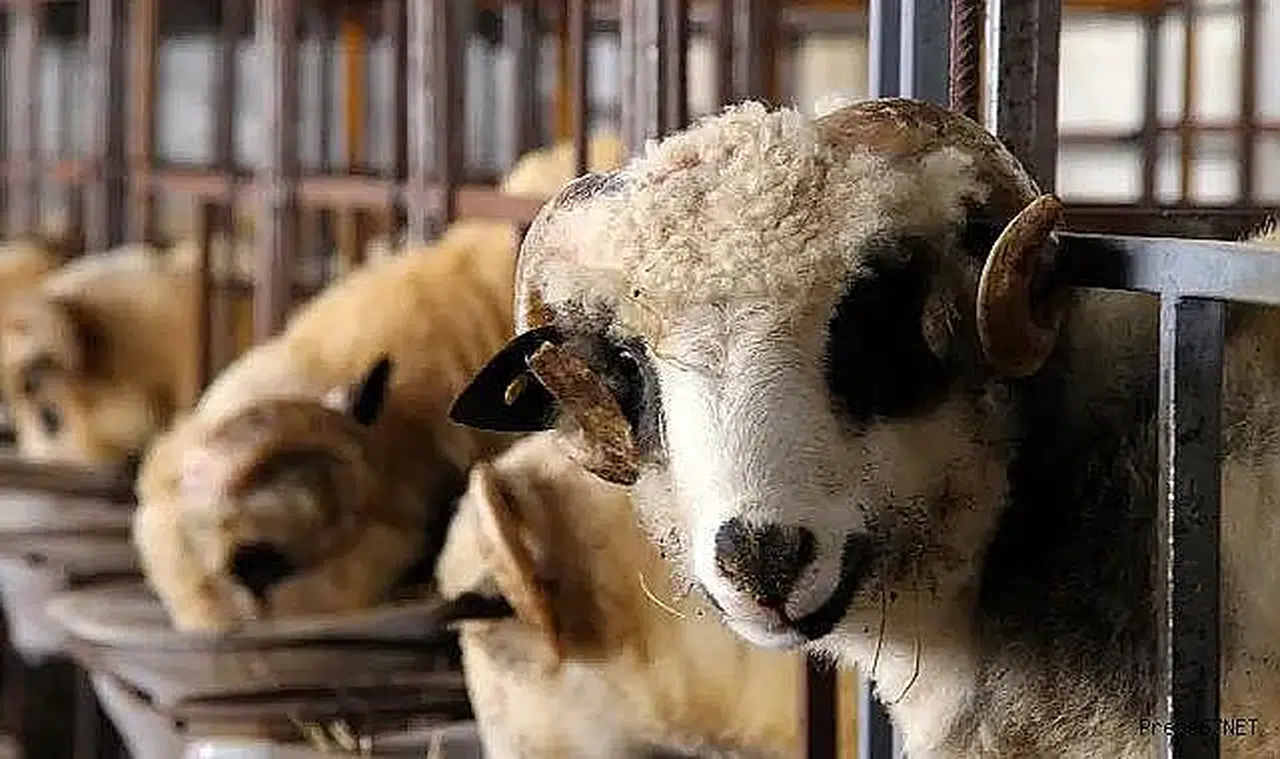 Diyanet açıkladı: Gurbetçiye kurban da ucuz