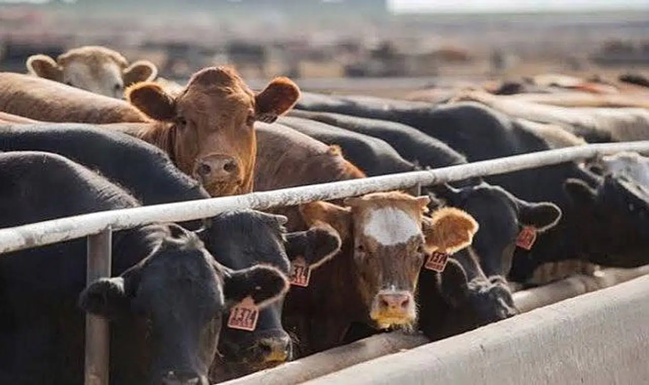 Hayvan satışları yasaklandı!