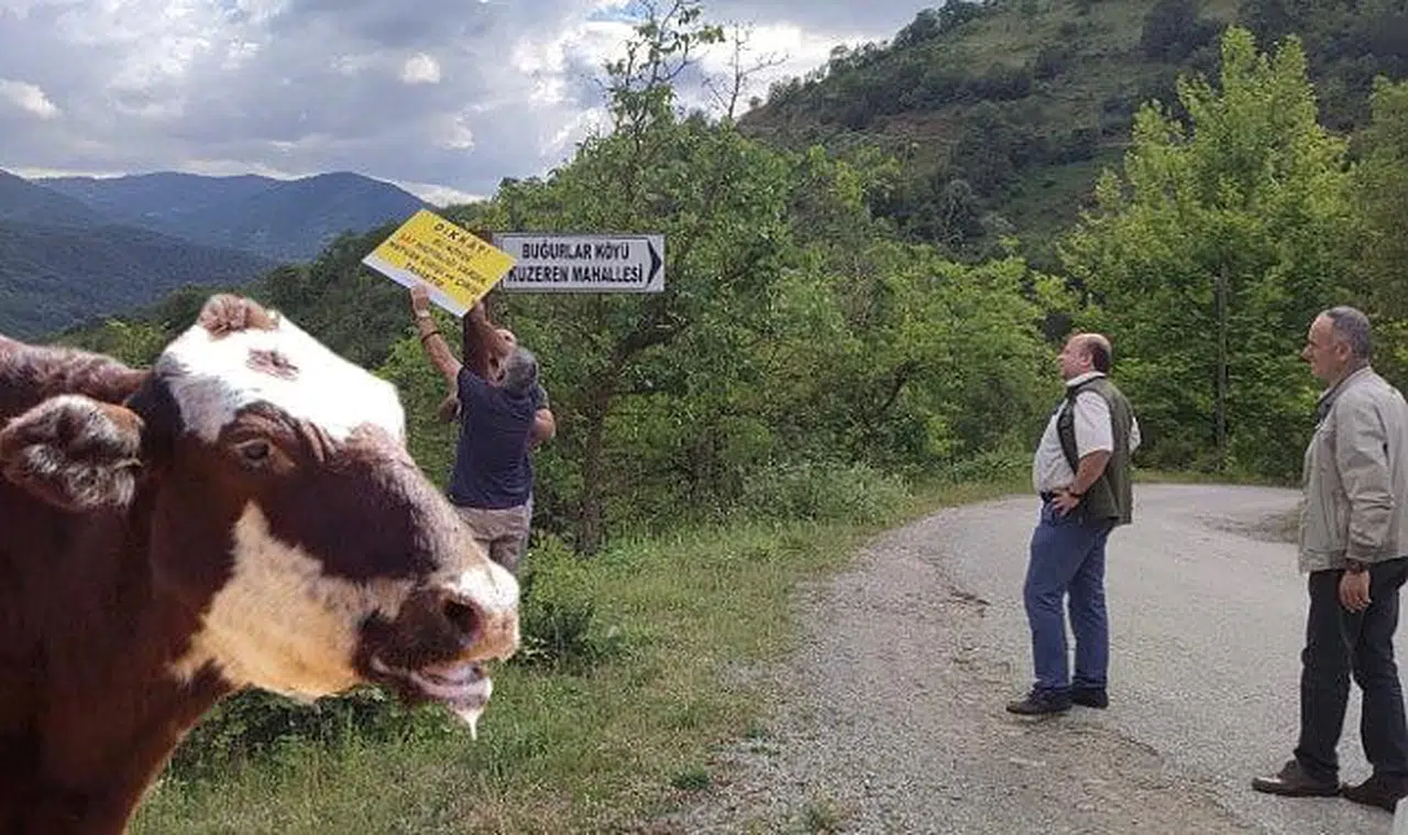 Şap hastalığı nedeniyle kurban satış yerleri kapatıldı