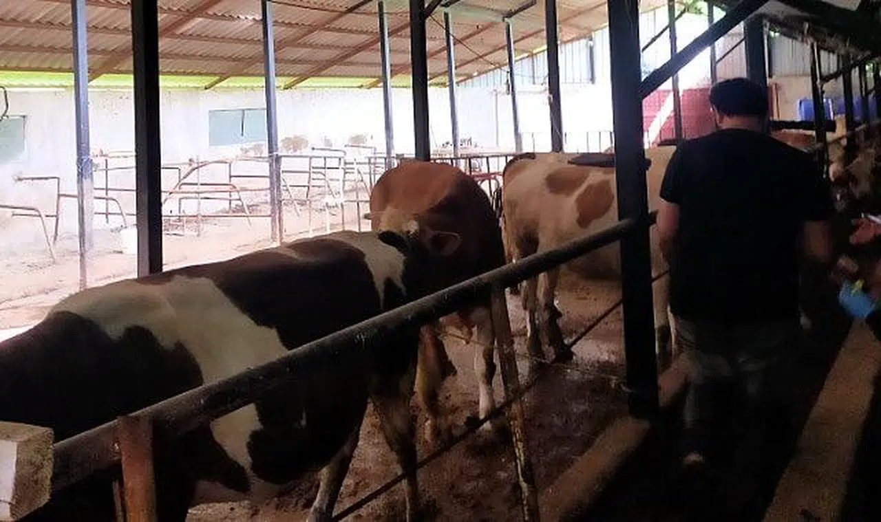 Şap hastalığında Çaycuma’dan destek