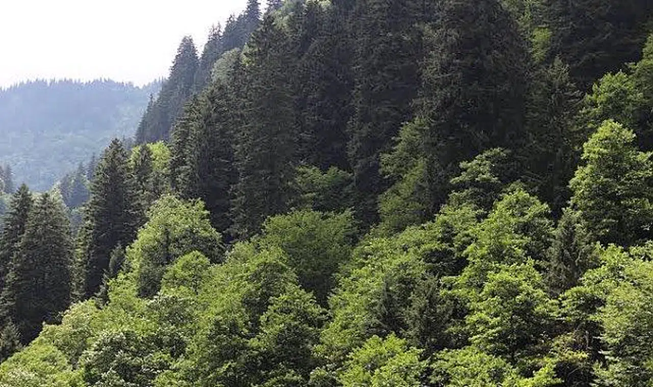 30 Eylül’e kadar ormanlara giriş yasaklandı