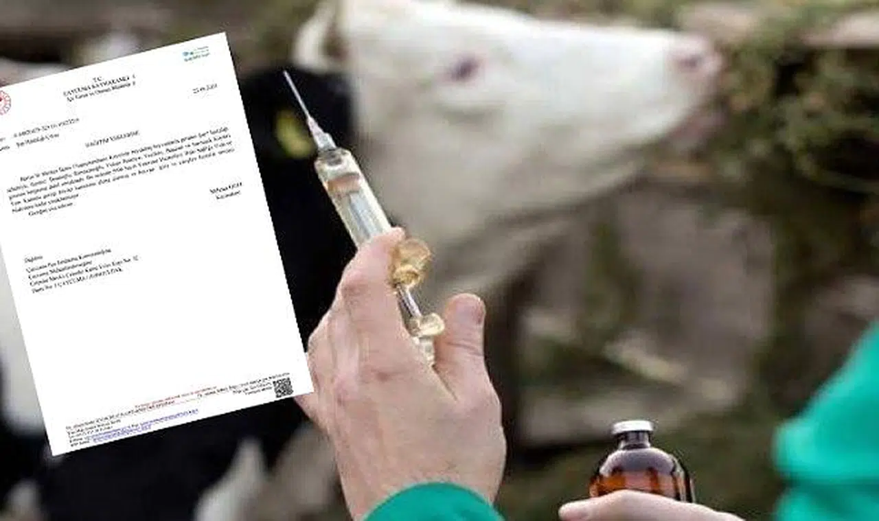 Çaycuma’ da şap hastalığı tespit edilmedi!