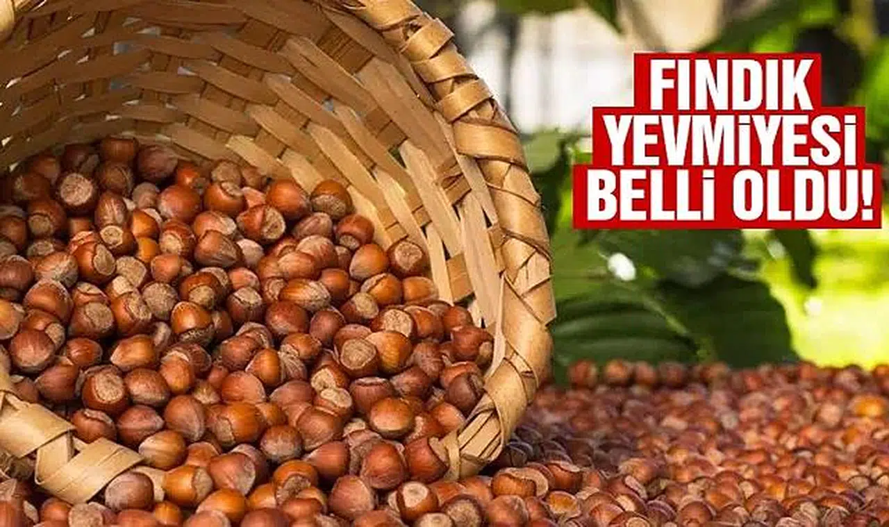 En düşük fındık yevmiyesi 447 lira 15 kuruş