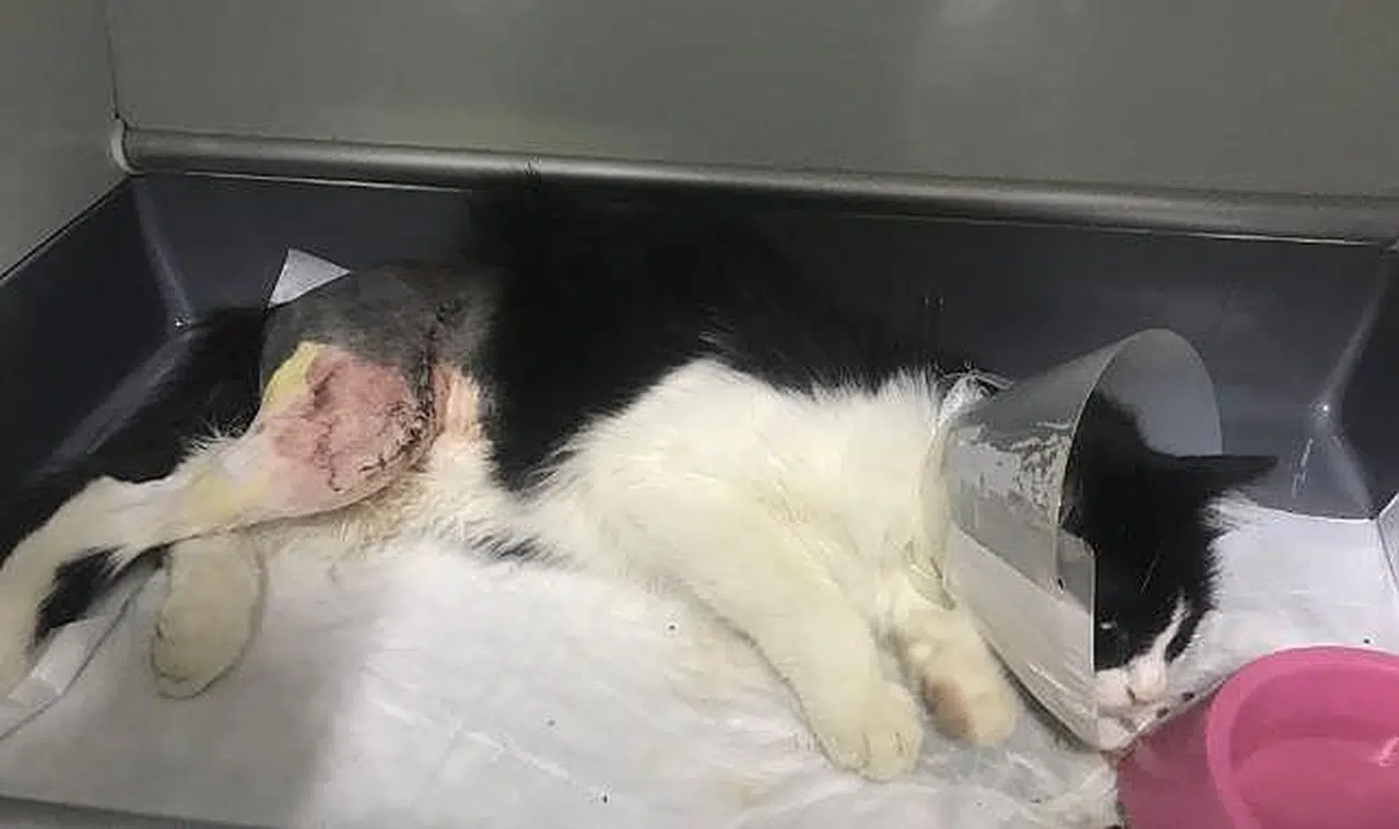 Fark etmeyip ezdiği kediyi veterinere yetiştirdi