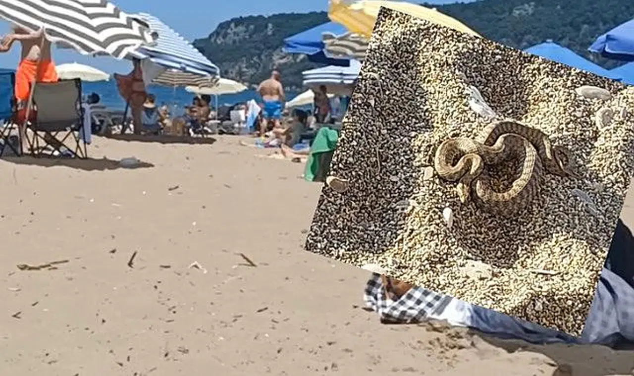 Filyos sahilinde çıkan yılan korkuttu