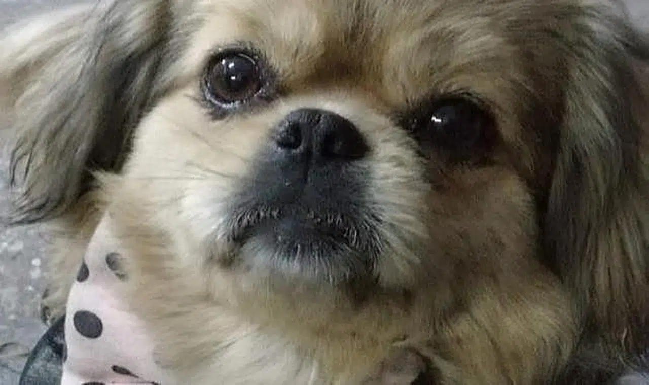 Kayıp köpek her yerde aranıyor!