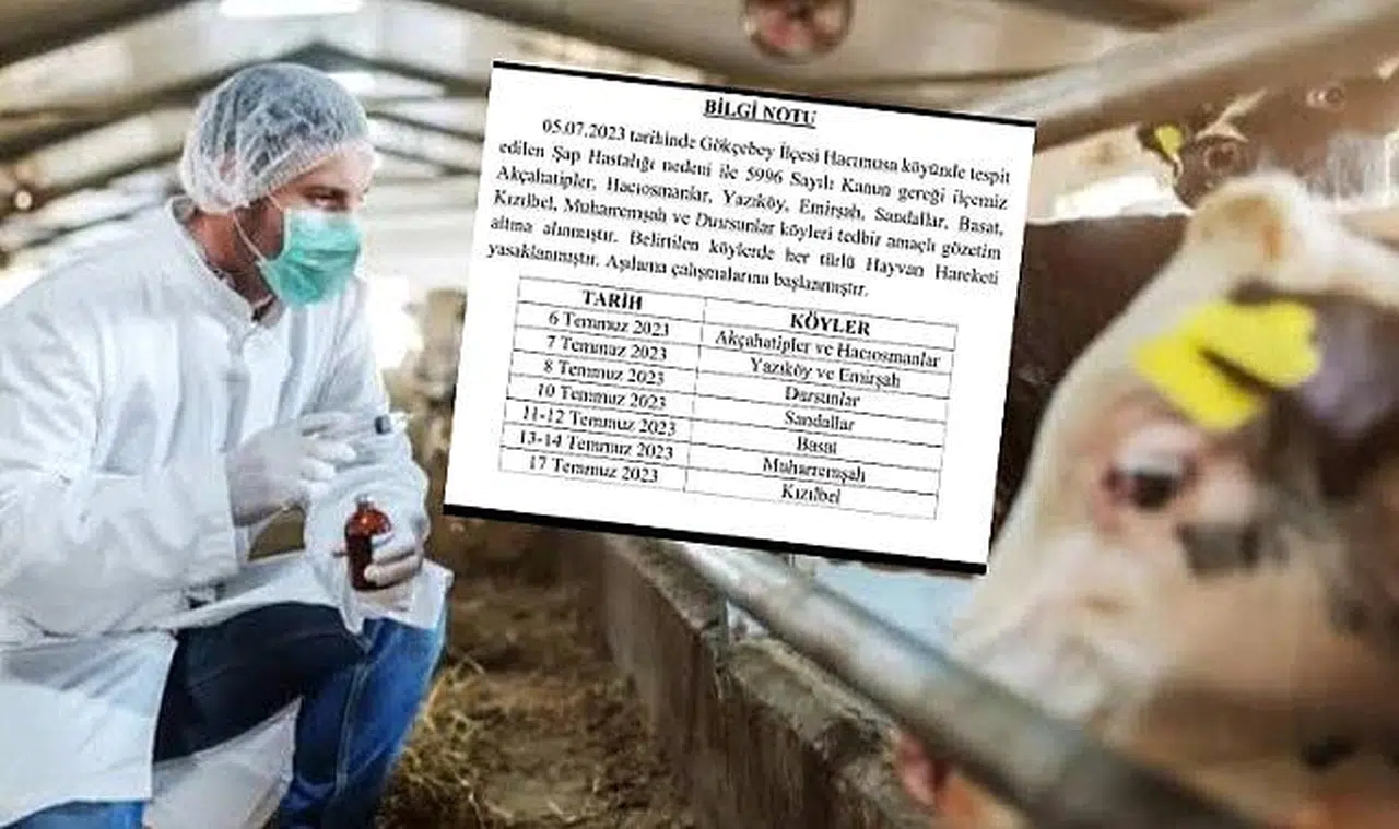 Şap hastalığı bu kez Gökçebey’de görüldü!