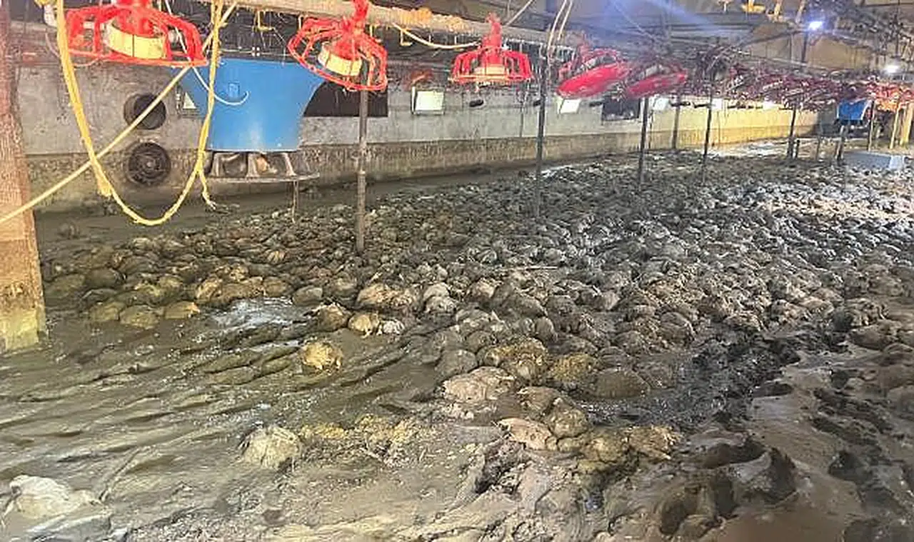 Sel sularında 8 bin 400 tavuk telef oldu