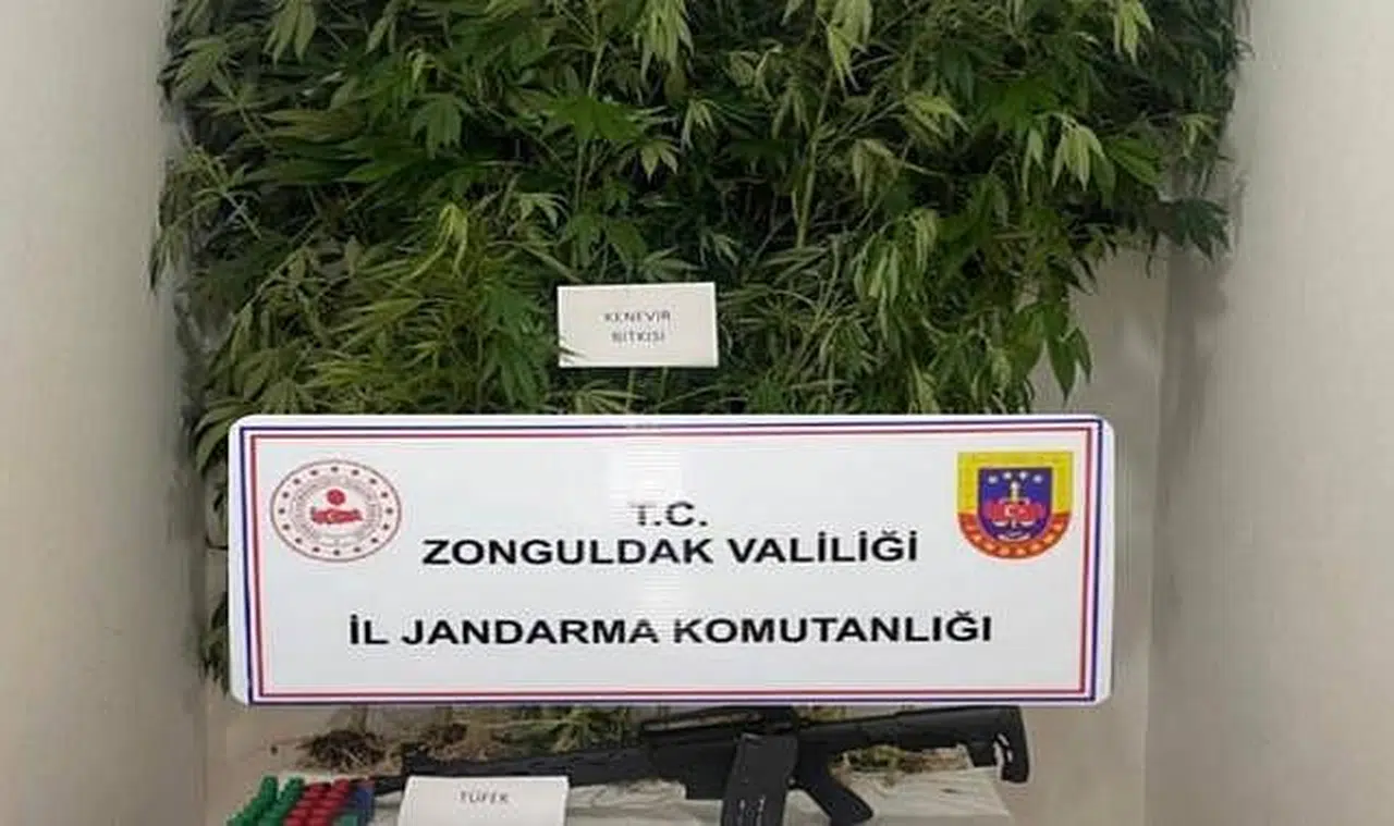 Jandarma yakaladı; kenevir, marihuana ne ararsan var!