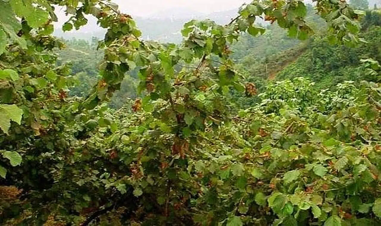 Fındık bahçesinde 2 kişi vuruldu