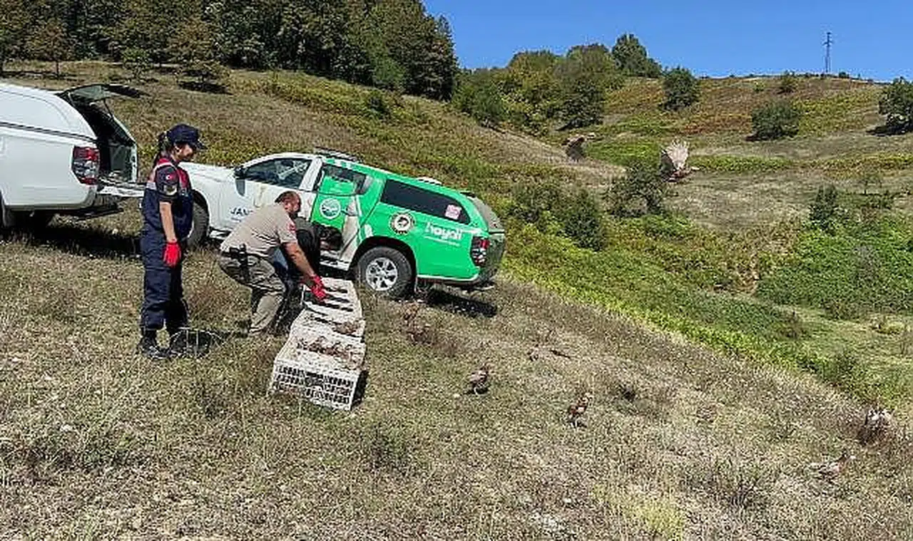 Kene popülasyonunu azaltacak 125 sülün doğaya salındı!