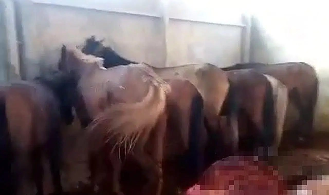 Mide bulandıran görüntü! Bunları insanlara yedireceklerdi...
