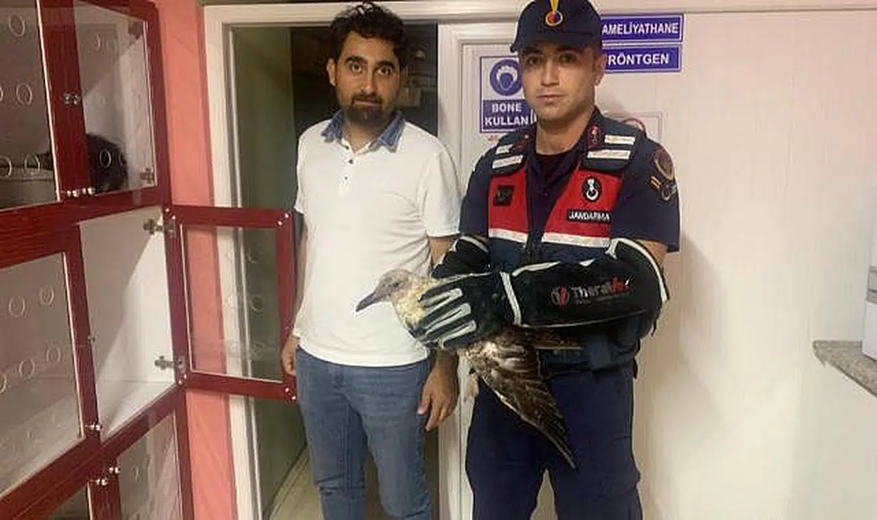 Yaralı martıya jandarma ekipleri müdahale etti
