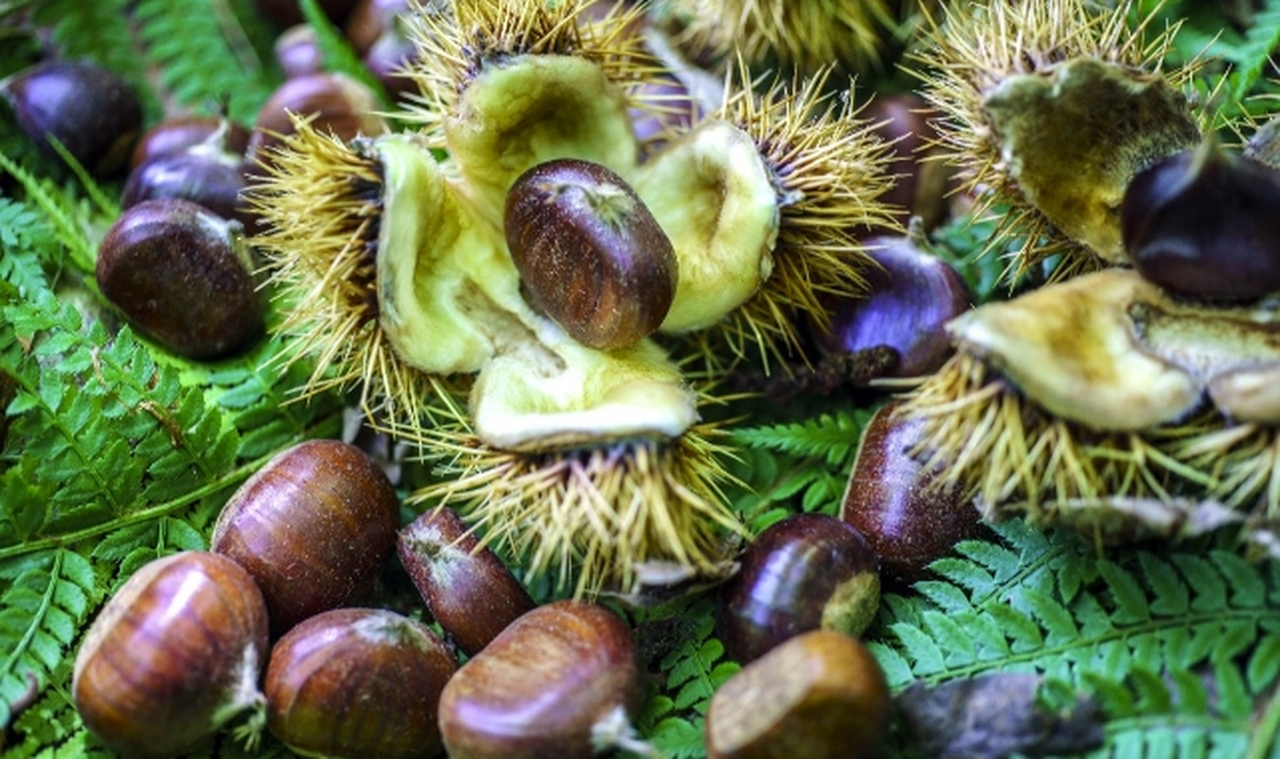 Rekoltesi düştü fiyatı ikiye katladı!