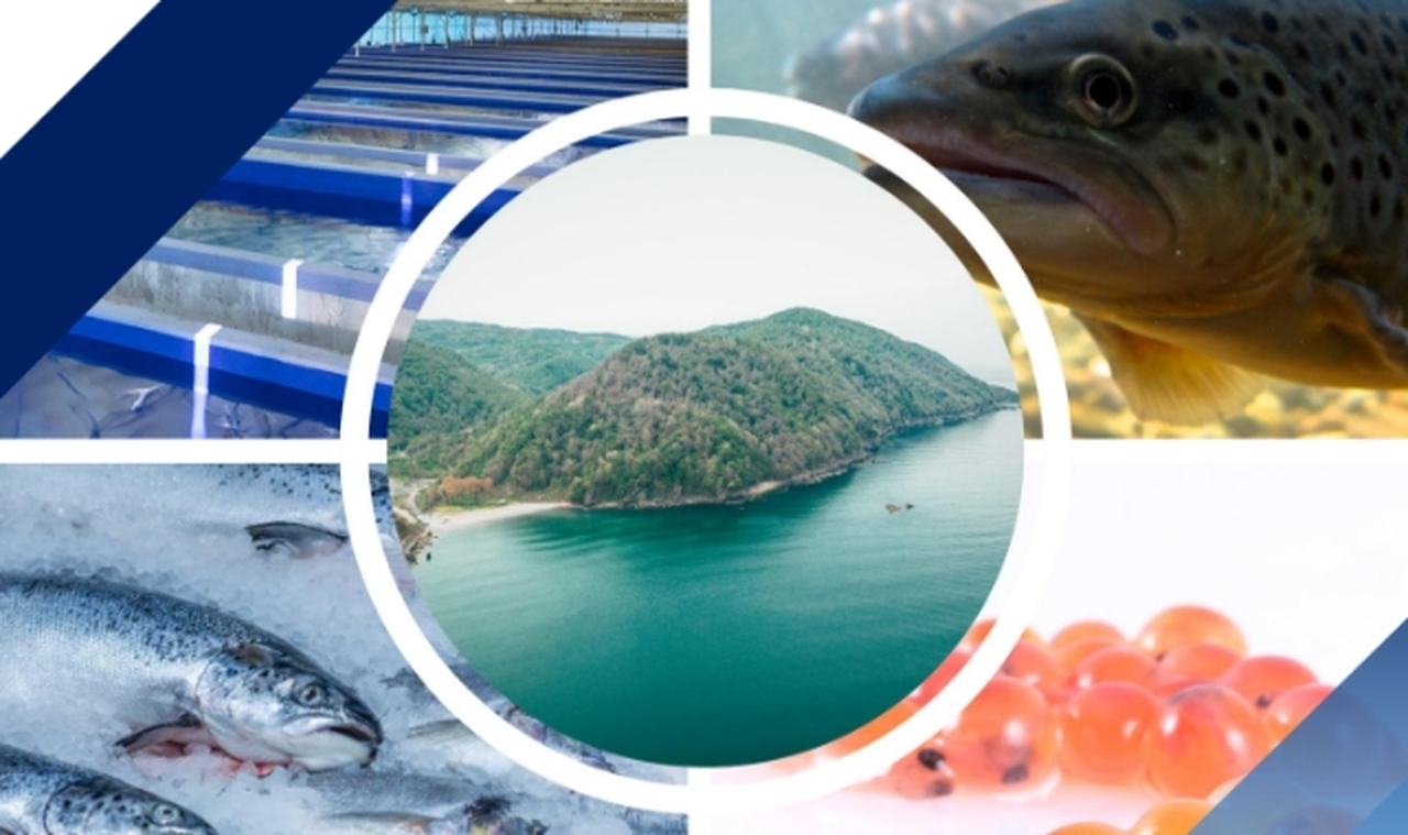 Bürokratik Engeller Aşıldı: Türk Somonu Yetiştiriciliği ve İhracatı Projesi Hayata Geçiyor