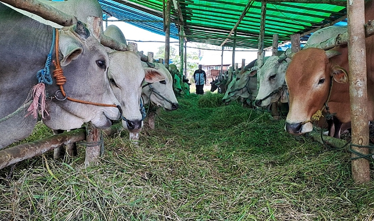Kurban Bayramı 1. Gününde Kurban Pazarında Satışlar Devam Etti
