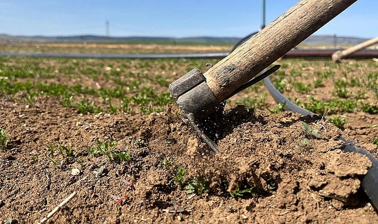 Devlet iki yıl işlenmeyen tarım arazisini kiraya verecek