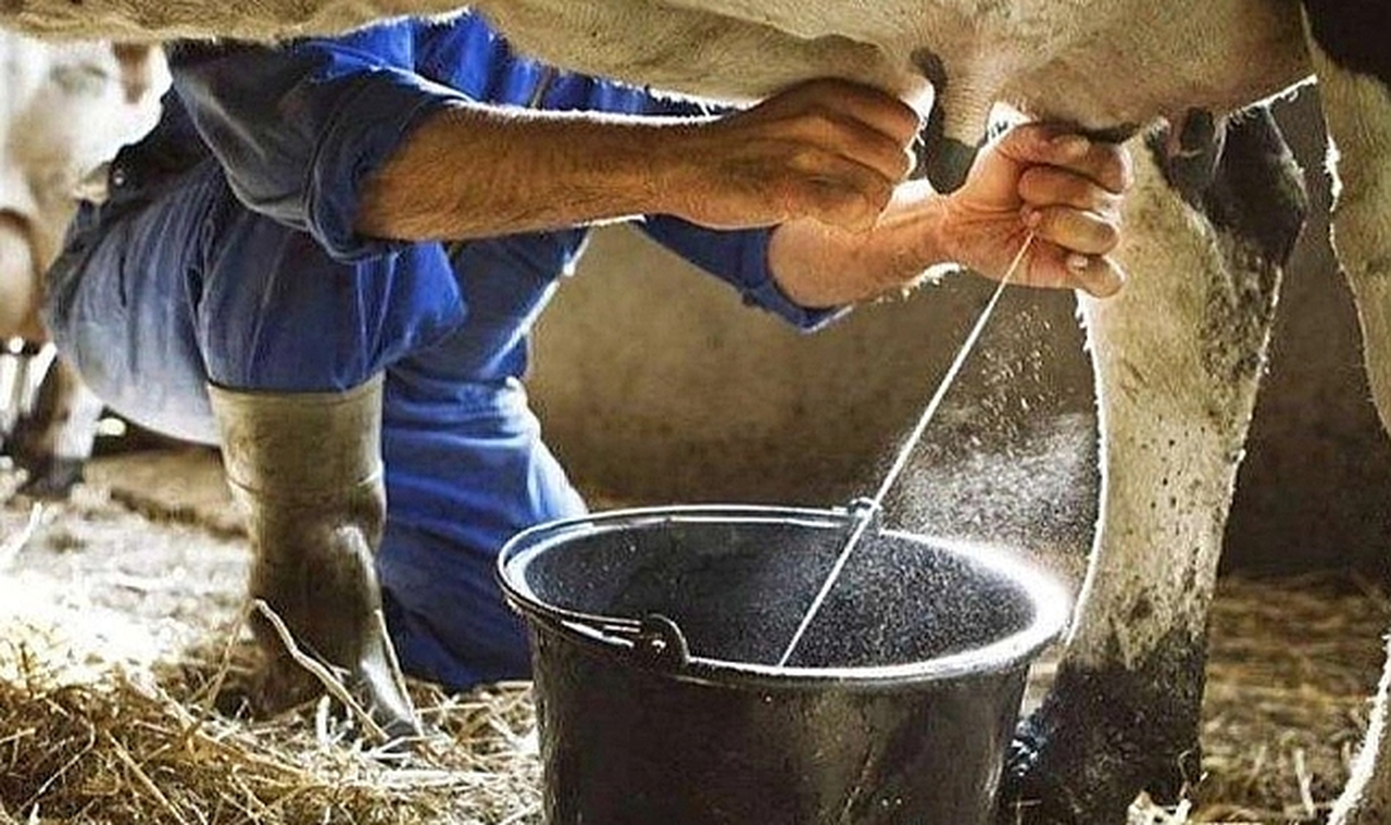 Ağustos'ta Süt ve Süt Ürünlerinde Artış