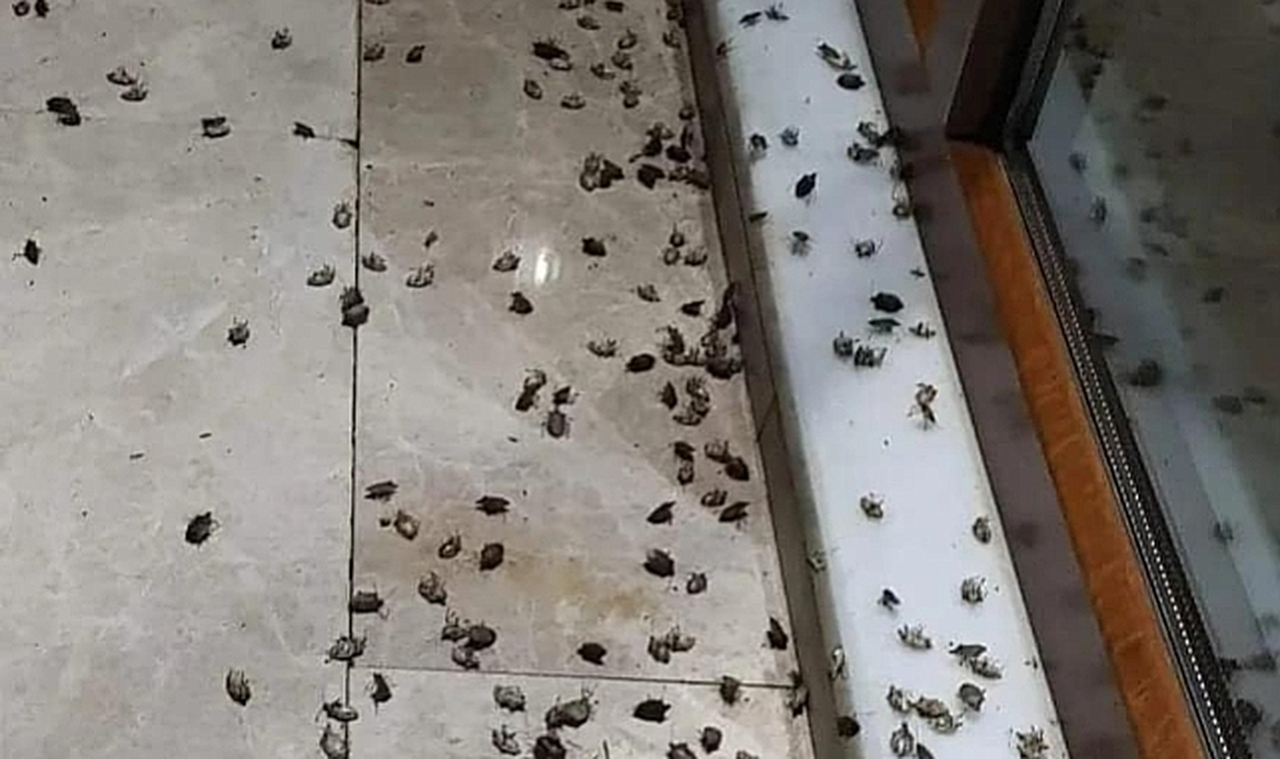 Tavuklar, Kahverengi Kokarca Böceği ile Biyolojik Mücadelede Öne Çıkıyor
