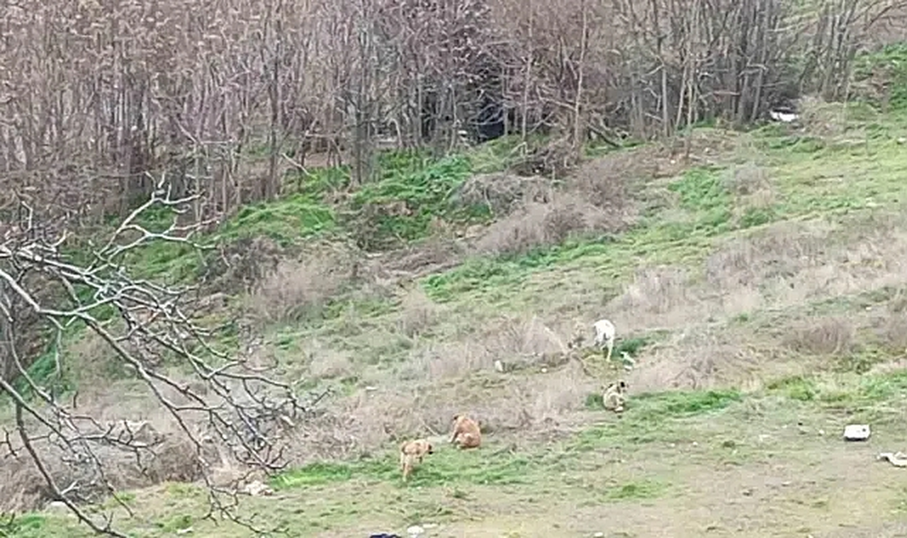 Ormanlık Alanda Çalınan Hamile Büyükbaş Hayvanın Derisi Bulundu, 3 Şüpheli Gözaltında