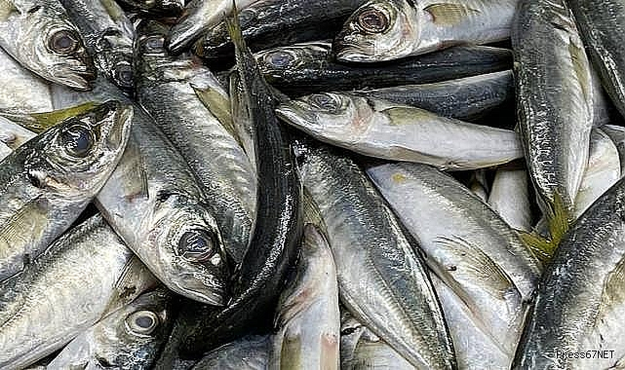 Zonguldak'ta Tezgahlarda İstavrit Bolluğu: Kilosu 100 Liradan Satılıyor