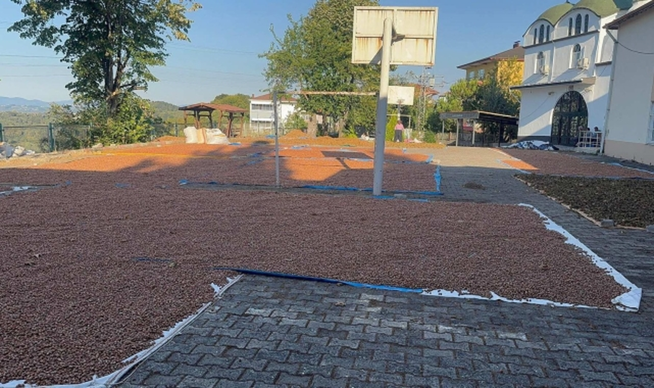 Fındık fiyatları 10 dolara yaklaşıyor