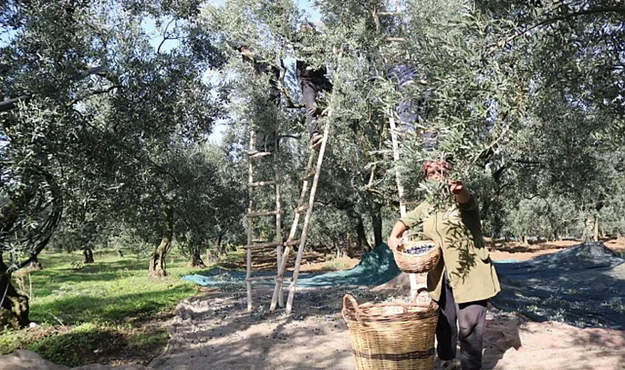 Marmarabirlik zeytin alım fiyatlarını açıkladı... Taban 55 TL, tavan 160 TL!