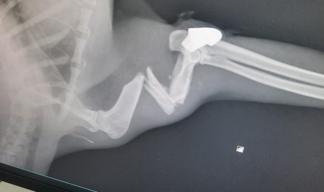 'Öldü' denilen kedi, aylar sonra yorgun mermiyle vurulmuş halde bulundu