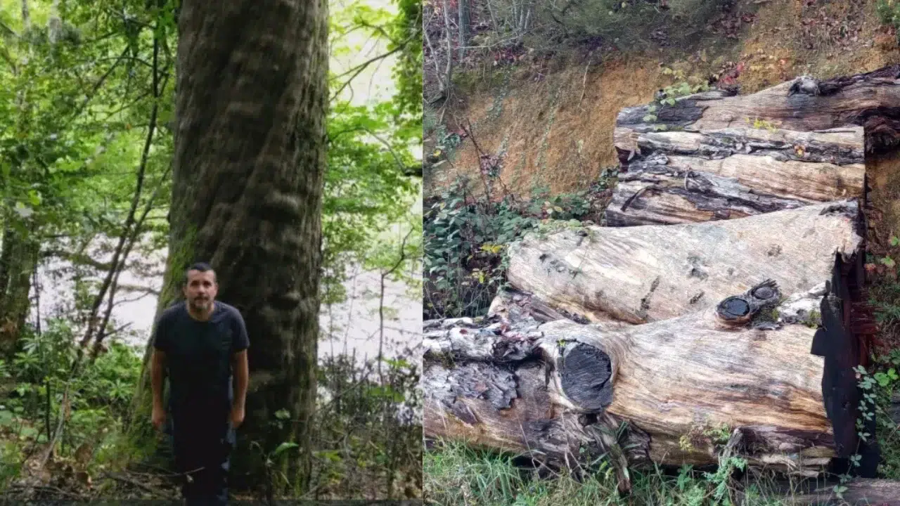 Gökgöl Mağarası önünde kesilen 1180 yıllık ağaç müzede sergilenecek