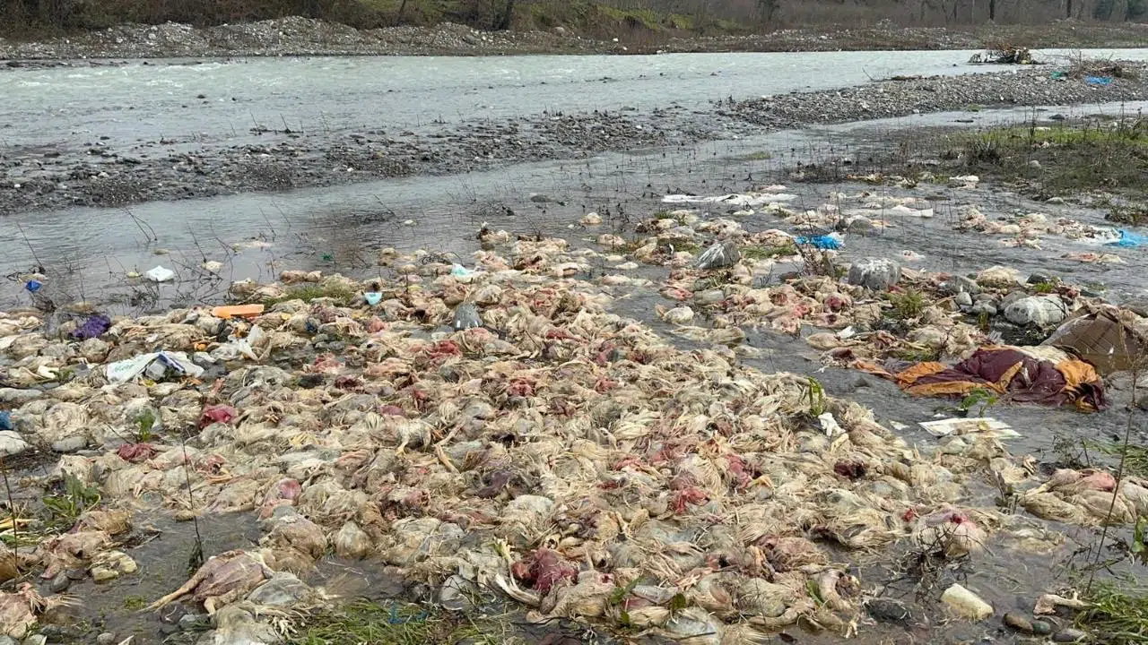 Alaplı'da içme suyunu esleyen çayda telef olmuş tavuklar bulundu