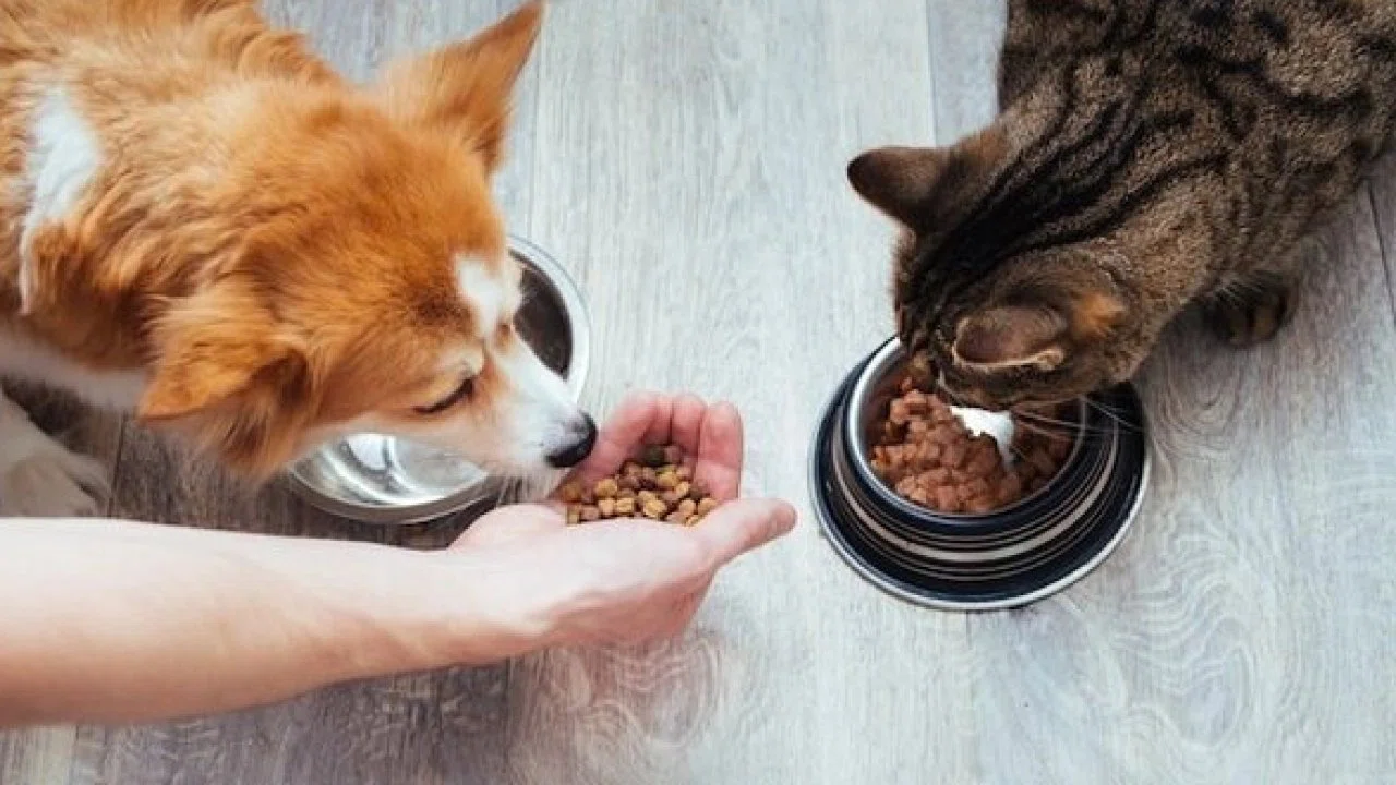 Kedi-köpek maması sektörü ihracatını 11 yılda 33 kat artırdı