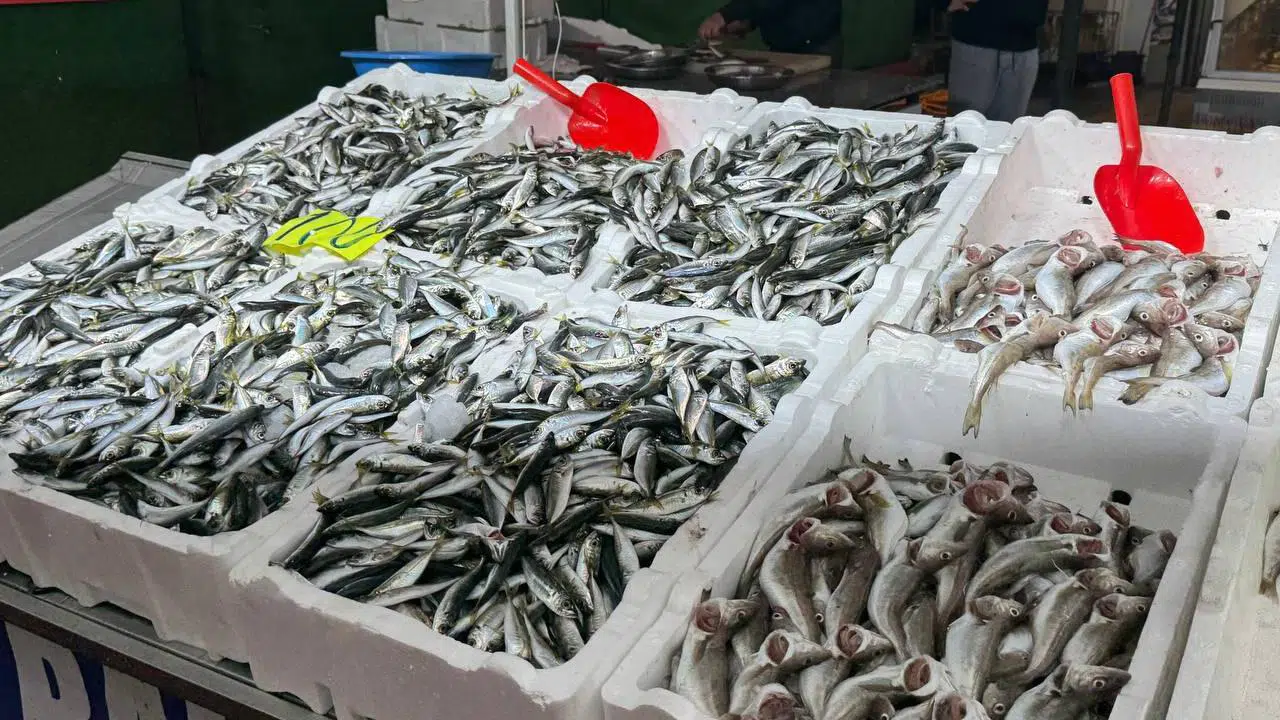 Zonguldak’ta İstavrit 100 Lira: Esnaftan Hamsi Uyarısı