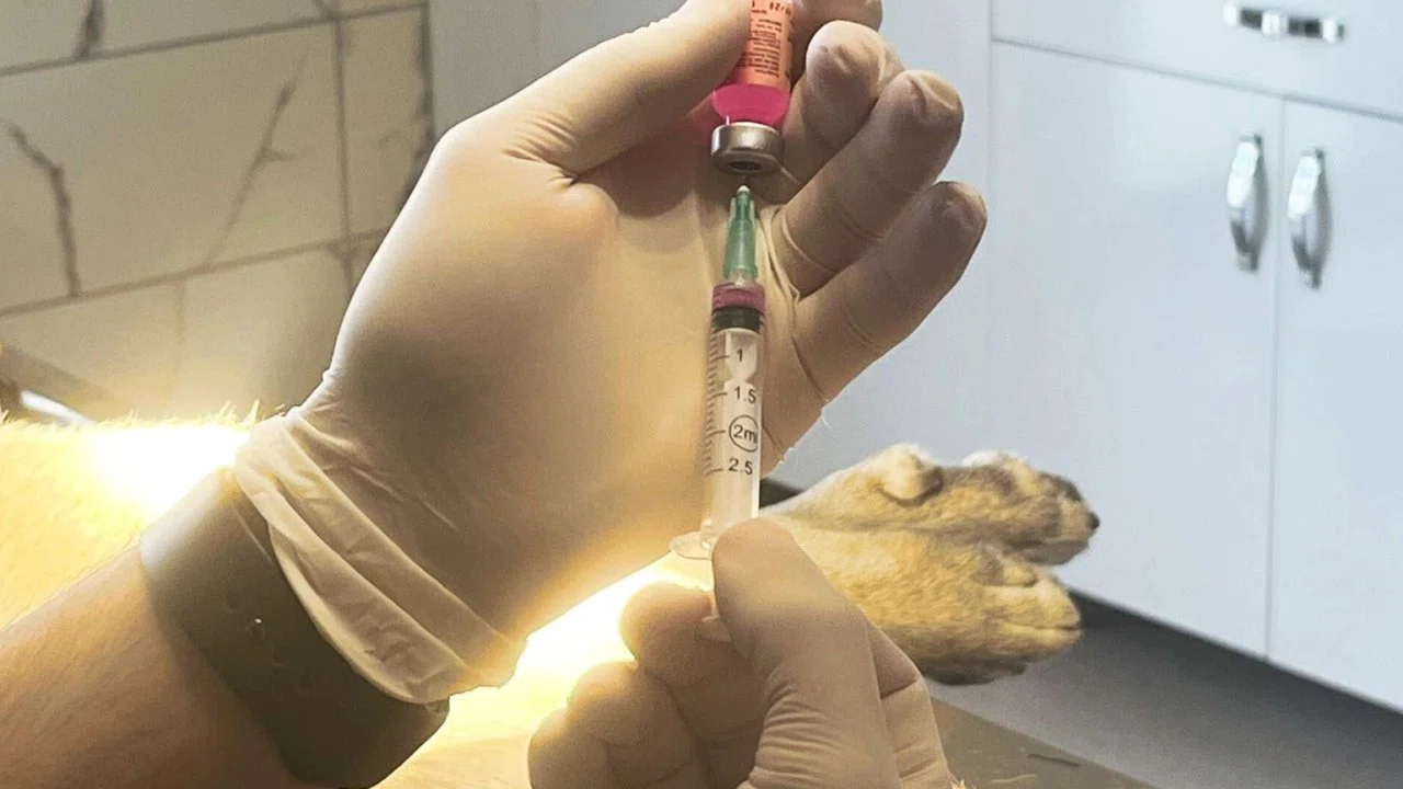 İstanbul Valiliği: Kentte son kuduz vakası 19 yıl önce görüldü