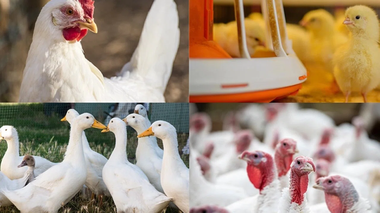 Kanatlı işletmelerinde biyogüvenlik kuralları güncellendi