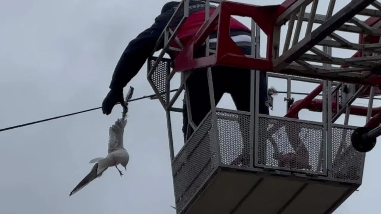 Tellere takılan martının imdadına itfaiye yetişti