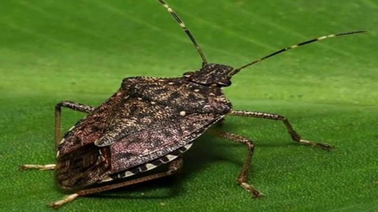 Bu böceği gördüğünüz yerde imha edin!