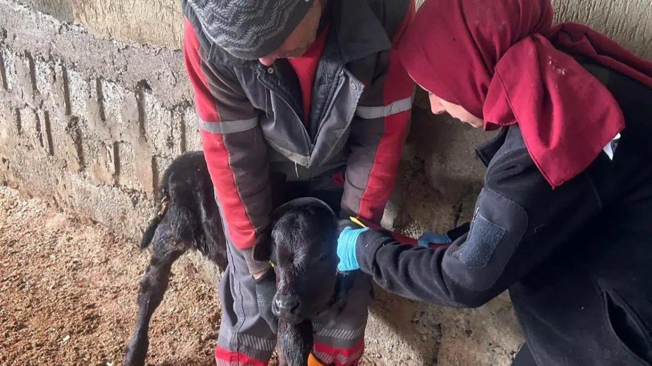 Çaycuma’da Angus bereketi: Yeni buzağılar kimliklendirildi
