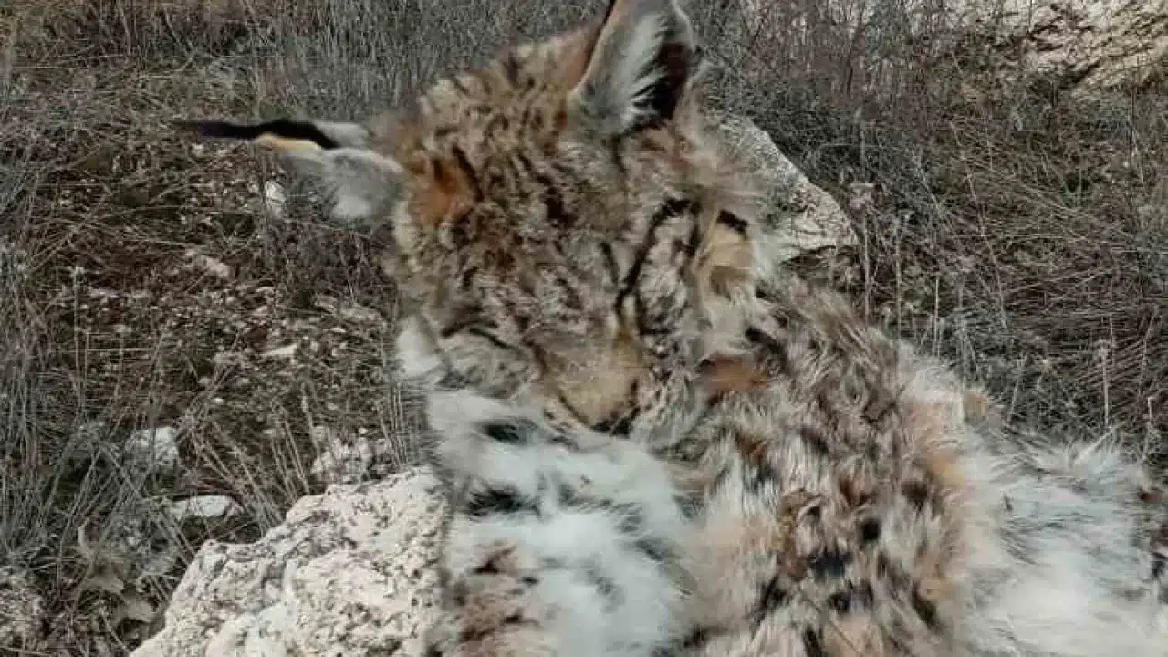 Doğada nadir görülen vaşak ölü bulundu