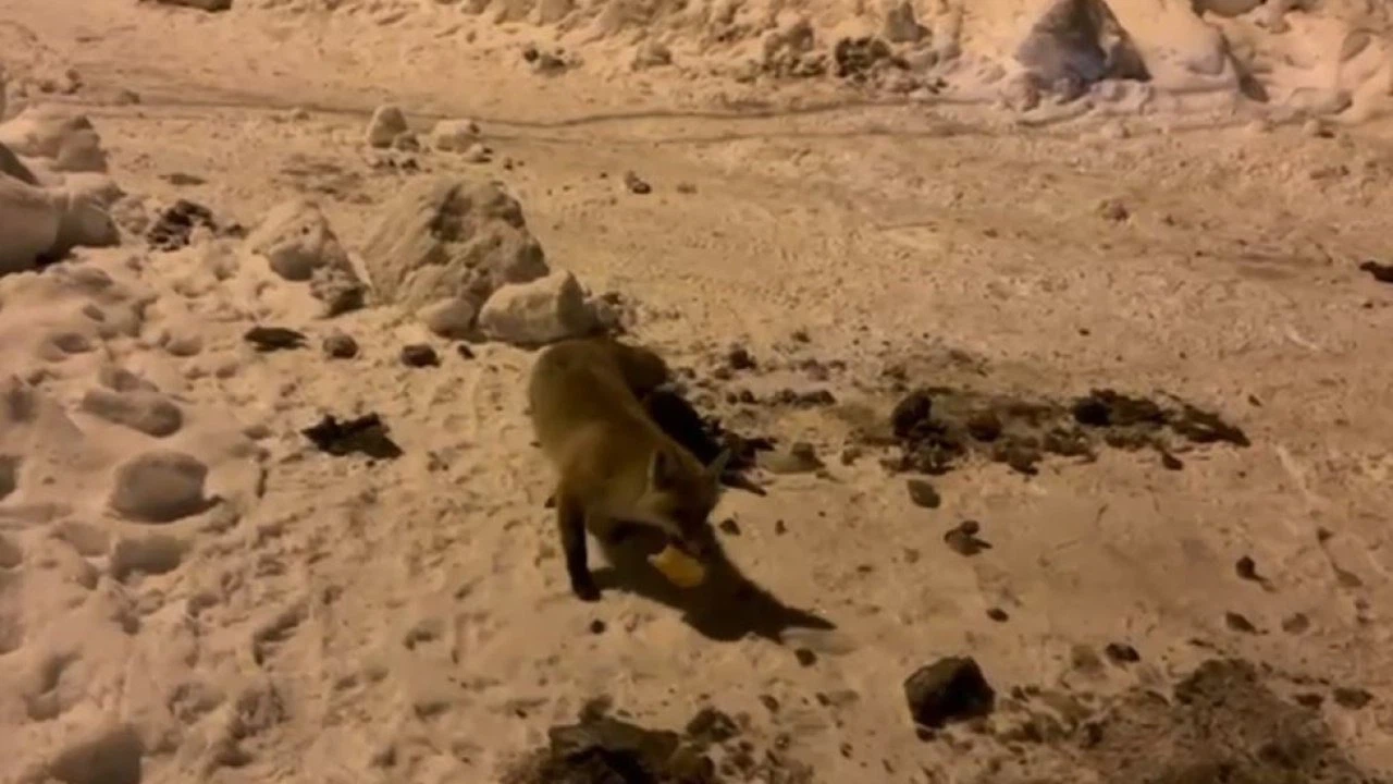 Her gün evinin önüne gelen tilkiyi besliyor