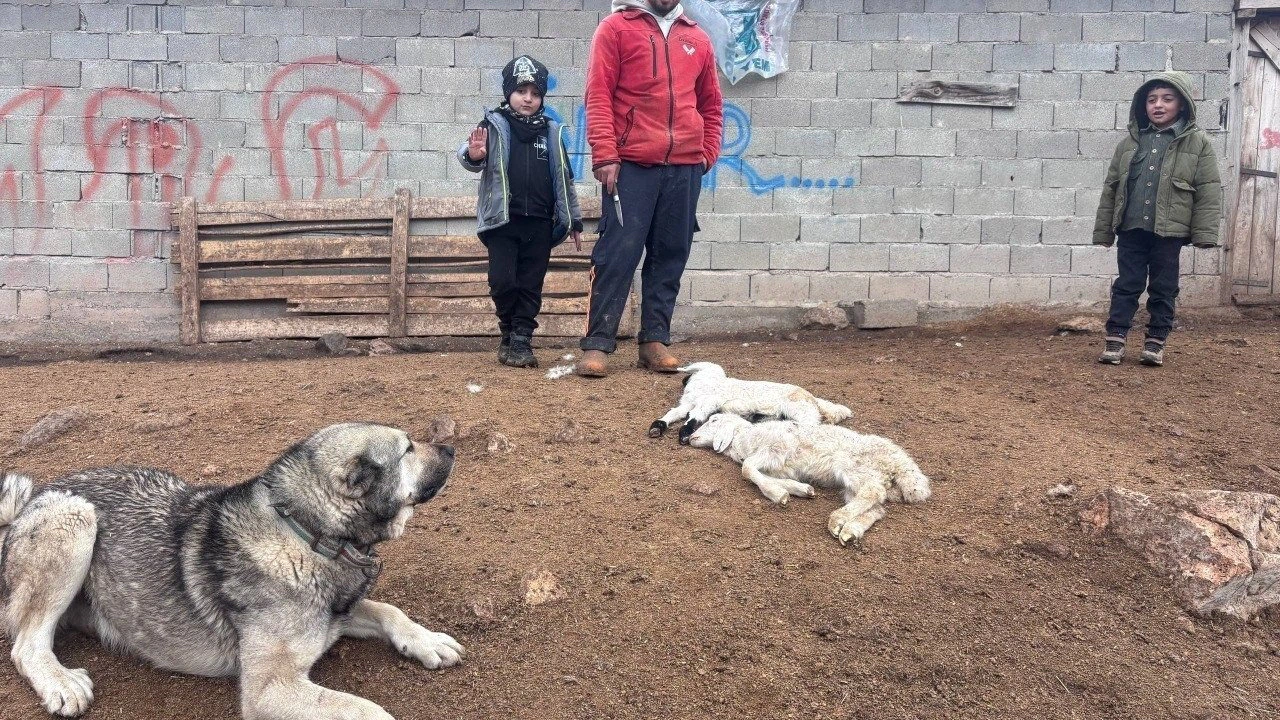 Kuzular belirti göstermeden bir anda telef oluyor