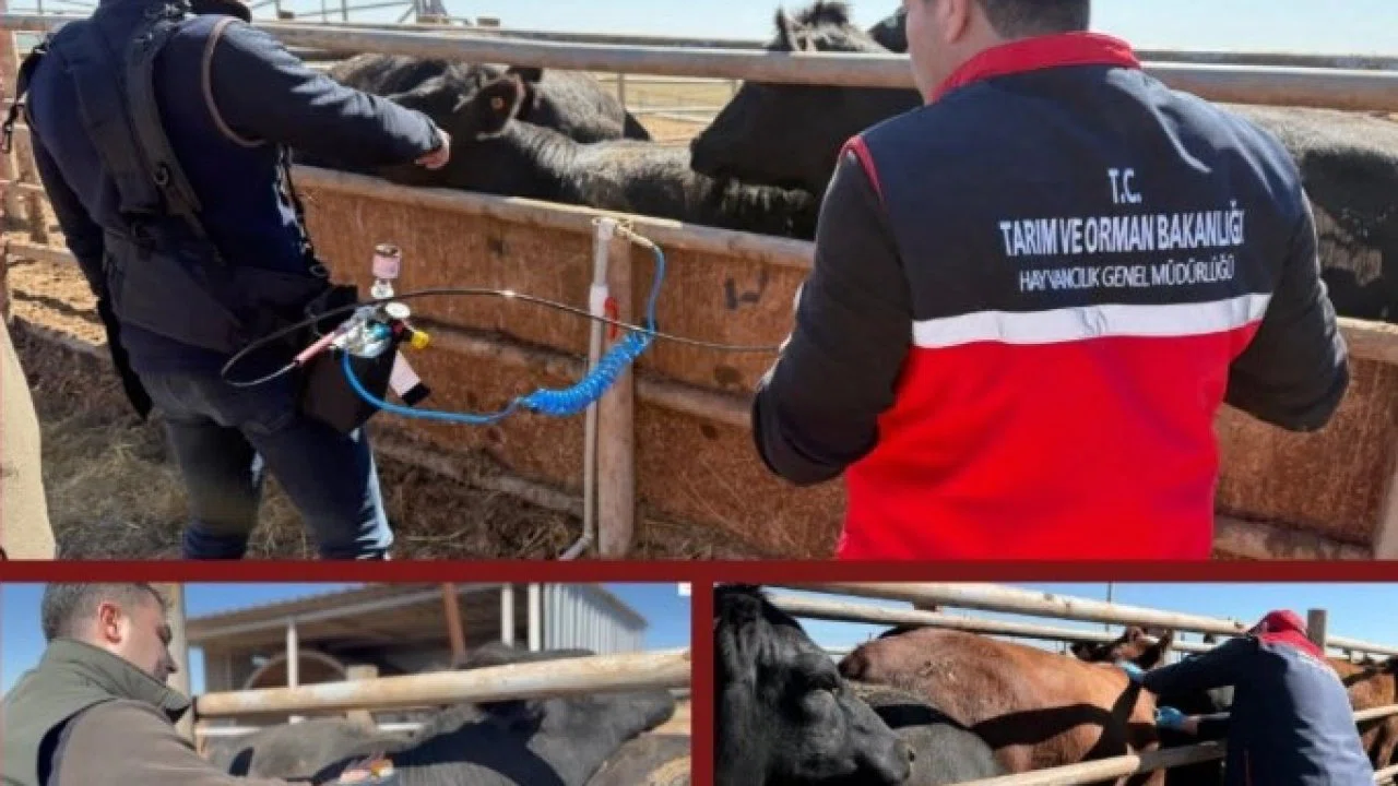 Şap aşısında iğnesiz uygulama deneniyor