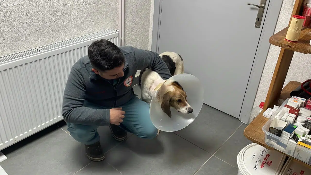 Sokak köpeğinin mucize kurtuluşu; beynine kadar yayılan tümör yenilikçi tedaviyle temizlendi