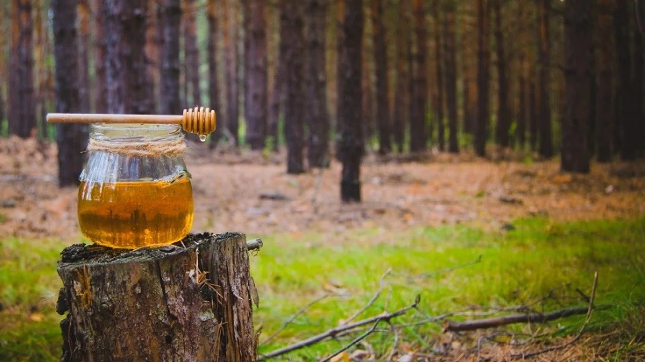 Türk çam balı için Ar-Ge atağı